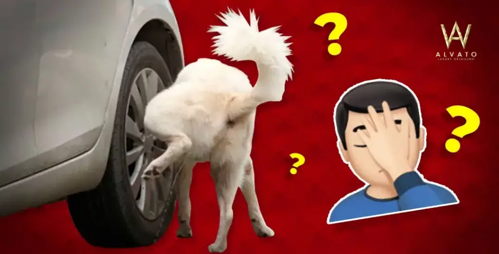 ¿Por que los perros hacen pipi en las ruedas de los coches?